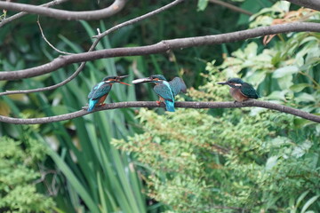 Canvas Print - common kingfisher in the forest