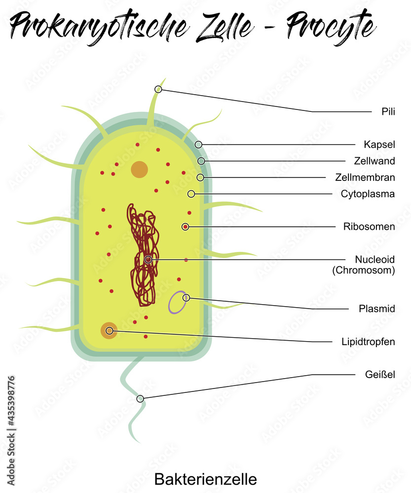 Prokaryotische Zelle - Procyte Stock Illustration | Adobe Stock, image size:833x1000