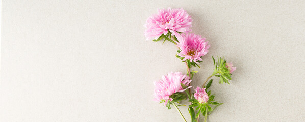 Wall Mural - composition of pink asters on a light background, space for text