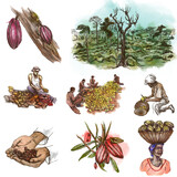 Fototapeta Konie - Cocoa harvesting and processing. Agriculture. An hand drawn illustration.