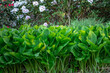 Liście funki w tle z kwitnącym białym różanecznikiem. Wiosenny ogród pełen zieleni