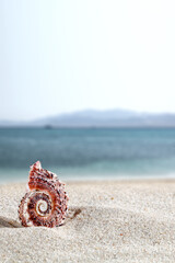 Wall Mural - Shell on sand and free space for your decoration 