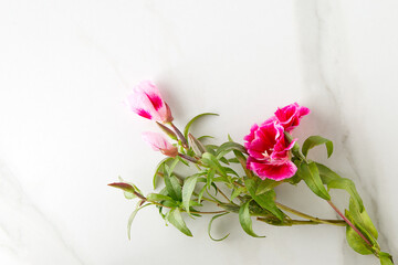 Wall Mural - pink flowers on light marble background, space for text