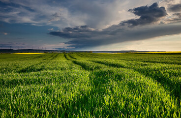 Wall Mural - wheat and rapeseed fields in spring