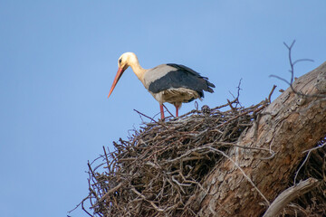 Wall Mural - Close-up shot of White Stork (Cinocia Ciconia) in its nest