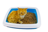 Fototapeta Koty - Ginger cat in cat's litter box isolated on white background