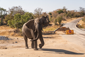 Poster - Cute elephant by the road on a safari