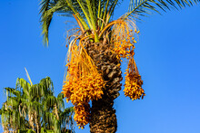 Bunches Of Ripe Fruits On A Green Date Palm Tree