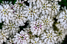 Iberis Plant (Iberis Saxatilis / In German: Felsen-Schleifenblume), Commonly Called Candytuft, Forms A Carpet Of White Flowers