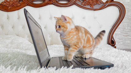 Wall Mural - little red ginger striped kitten playing with laptop at home on white bed. Adorable pets concept