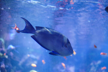 a doctor fish is swimming in tank at the zoo