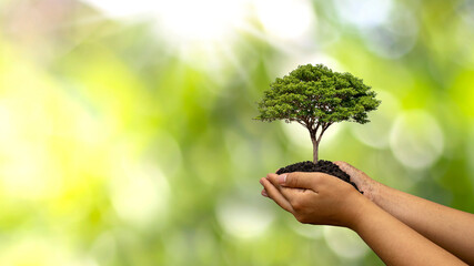 Poster - Trees are planted on the ground in human hands with natural green backgrounds, the concept of plant growth and environmental protection.