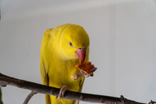 Yellow Indian Ring Neck Bird Eating Sweet Potatoes While Standing On Branch.