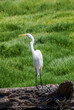 Great Egret (Egretta alba) in Malibu Lagoon, California, USA