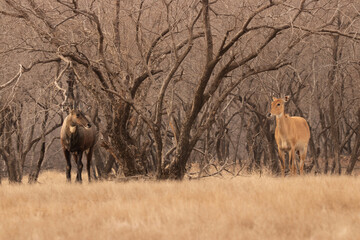 Wall Mural - Bluebull pair male and female, Boselaphus tragocamelus, staring at each other, Ranthambore, India