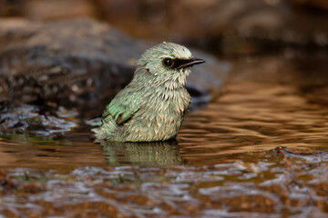 Wall Mural - verditer flycatcher, eumyias thalassinus, taking a bath, pune, india