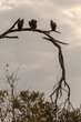 © Aida Servi - Silhouette of wild vultures on a tree trunk in Botswana, Africa