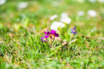 A meadow with blooming violet and white primrose flowers