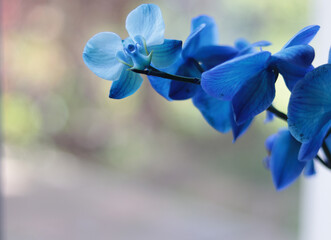 Sticker - flowers of a blue orchid in front of a window with bokeh