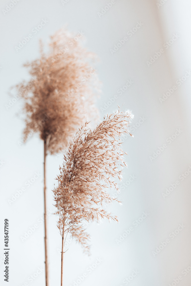 Dry pampas grass reeds on white background. Abstract natural background. Trendy home decor - obrazy, fototapety, plakaty 