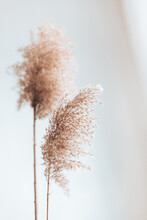 Dry Pampas Grass Reeds On White Background. Abstract Natural Background. Trendy Home Decor