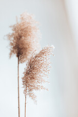 Dry pampas grass reeds on white background. Abstract natural background. Trendy home decor