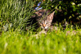 Fototapeta Koty - Kot przyczajka 