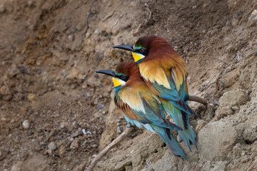 two european bee eater birds resting on a branch near nest merops apiaster perched
