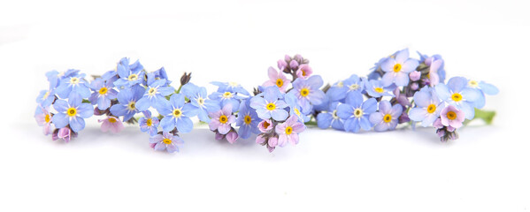 Wall Mural - spring blue flowers myosotis isolated on white background. flowers myosotis are called forget-me-not