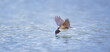 Barn swallow Hirundo rustica in flight drink over the lake.