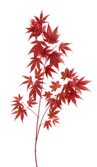 japanese maple tree acer palmatum with dark red leaves isolated on white background