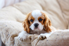 Little Puppy Dog Cavalier King Charles Spaniel Sitting On A Chair