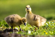 Beautiful Yellow Fluffy Greylag Goose Baby Gosling In Spring, Anser Anser