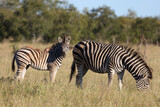 Fototapeta Sawanna - Steppenzebra / Burchell's zebra / Equus burchellii....