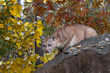 Cougar (Puma concolor) Crouches Atop Rock Autumn