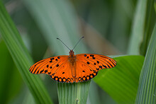 Gulf Fritillary (Agraulis Vanillae) Butterfly