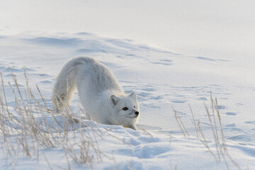 wild arctic fox (vulpes lagopus) in tundra in winter time.