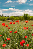 Fototapeta  - A field of red poppies inside a green field of wheat and the background is a blue sky with some white clouds.