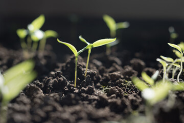 Green sprout on the ground , Gardening concept