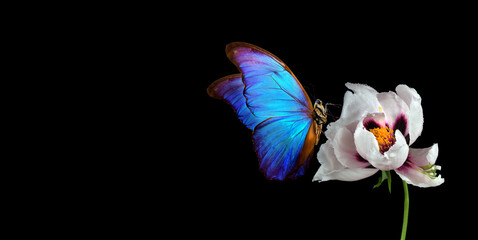Fototapete - Beautiful blue morpho butterfly on a flower on a black background. copy spaces. white peony bud and butterfly