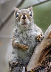 Wall Mural - red squirrel