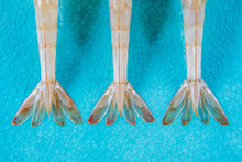 Closeup Of Shrimp Tails