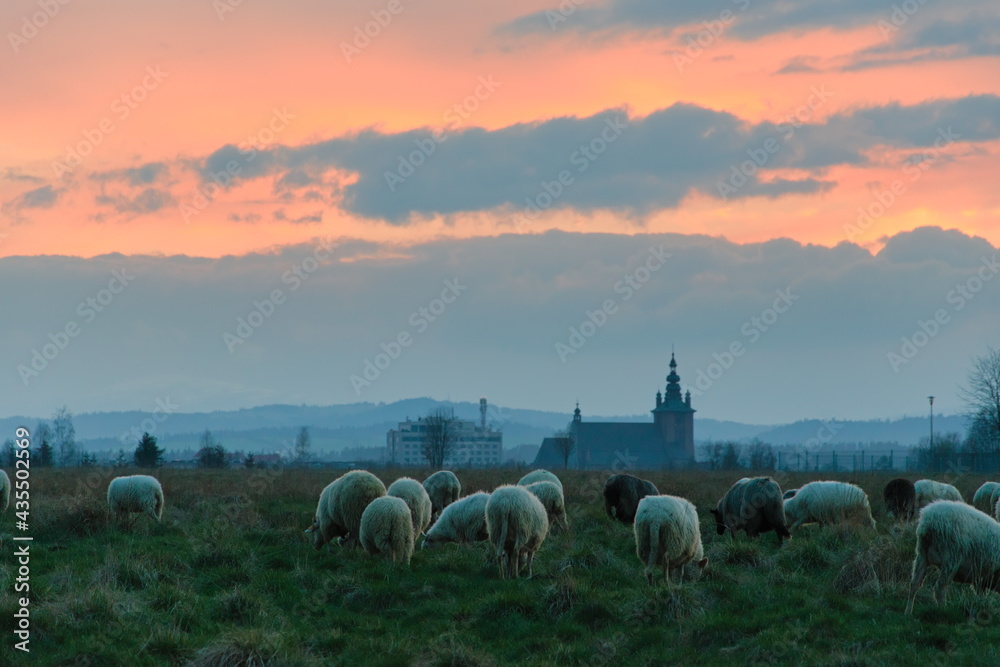 Sheeps on the meadow on sunset in Nowy Targ - obrazy, fototapety, plakaty 