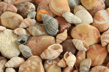 Wall Mural - Sea shells, mussels, beige and brown stones background. Closeup. Top down view