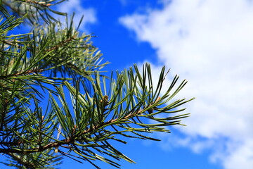 Branch of a conifer tree. Close up of the needle. Pine or fir. White and blue sky in the background. Copy space for text. Stockholm, Sweden.