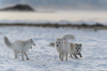 two young arctic foxes playing in wilde tundra in winter time.