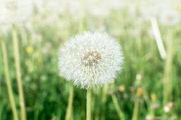 Big field with white fluffy dandelions and fresh green grass. Summer spring natural landscape.