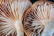 Closeup Of Mushrooms