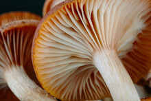 Closeup Of Mushrooms