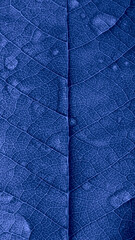 Wall Mural - leaf background